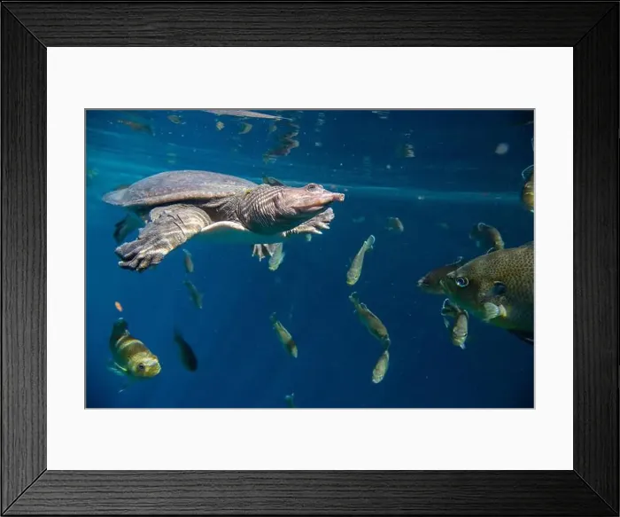Framed Print : Softshelled Turtle swimming underwater among a school of fish, Blue Grotto, Florida, USA Framed Print : Softshelled Turtle swimming underwater among a school of fish, Blue Grotto, Florida, USA