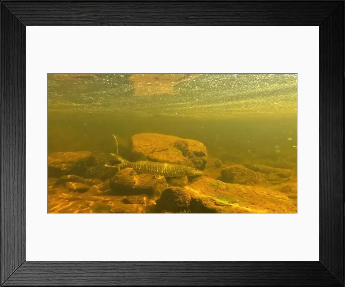 Framed Print : Northern pike prey for bait fish underwater in to Lainio river in August 2024 in Swedish Lapland Framed Print : Northern pike prey for bait fish underwater in to Lainio river in August 2024 in Swedish Lapland