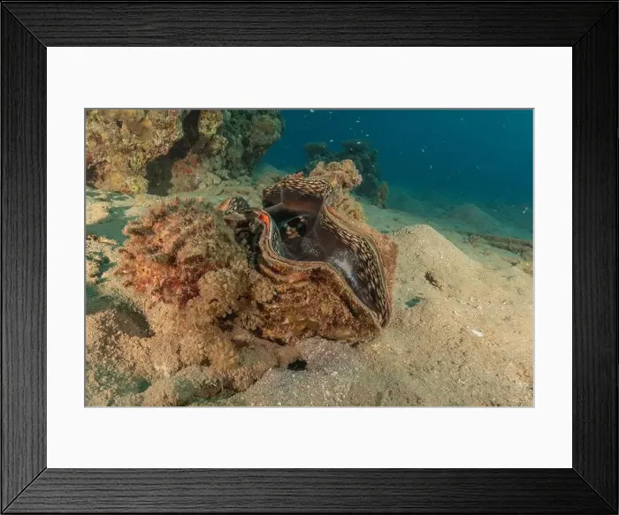 Framed Print : Giant Clam in the Red Sea Colorful and beautiful, Eilat Israel Framed Print : Giant Clam in the Red Sea Colorful and beautiful, Eilat Israel