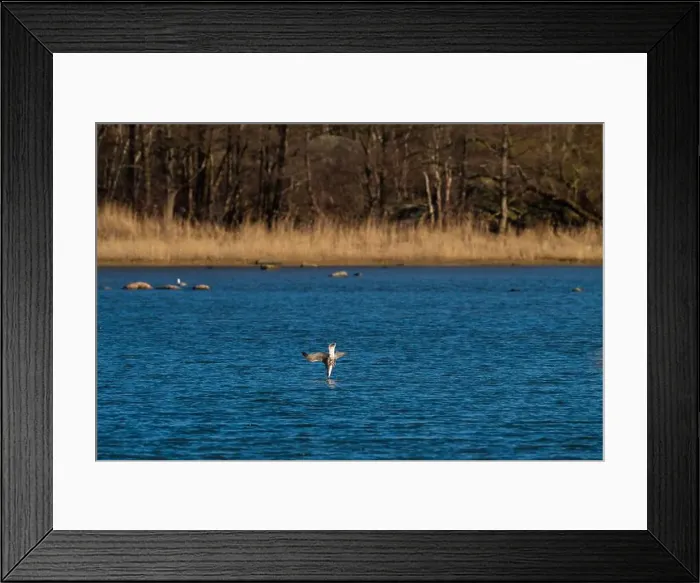 Framed Print : Sea gull diving into the sea to catch a fish Framed Print : Sea gull diving into the sea to catch a fish