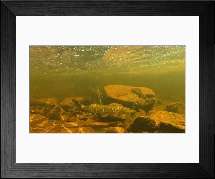 Framed Print : Northern pike prey for bait fish underwater in to Lainio river in August 2024 in Swedish Lapland Framed Print : Northern pike prey for bait fish underwater in to Lainio river in August 2024 in Swedish Lapland