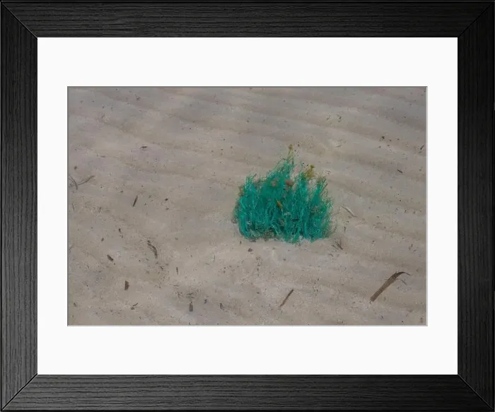 Framed Print : Bush of a bright green colored seaweed