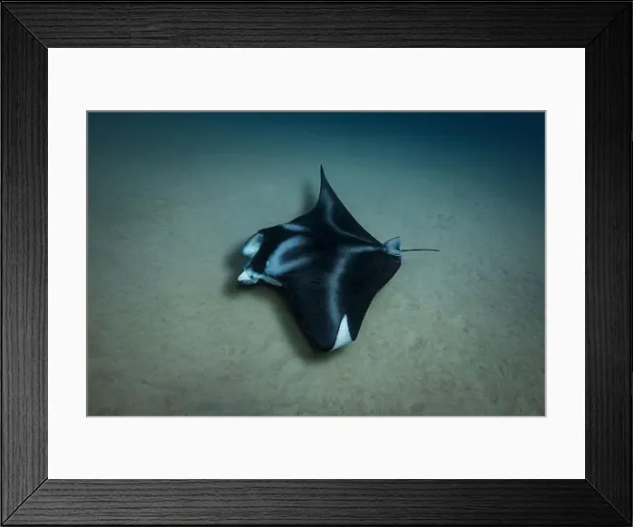 Framed Print : A coastal manta ray skims the sandy seafloor as it hunts for food in the waters of Oahu, Hawaii Framed Print : A coastal manta ray skims the sandy seafloor as it hunts for food in the waters of Oahu, Hawaii