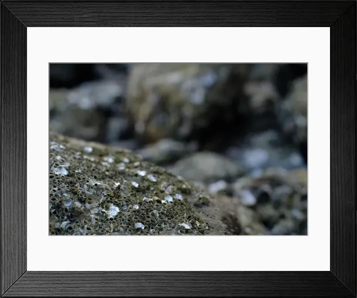 Framed Print : This image captures a detailed close-up of barnacles clinging to a rocky surface Framed Print : This image captures a detailed close-up of barnacles clinging to a rocky surface