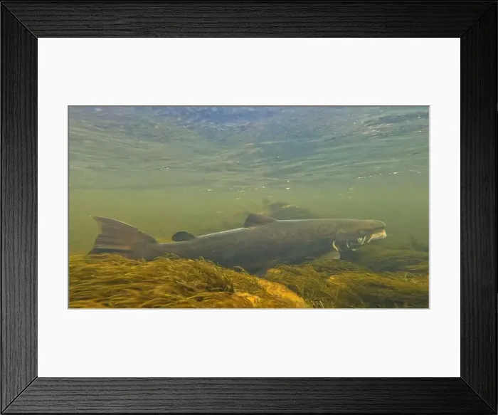 Framed Print : Large size spawning color Baltic Sea salmon swimming Framed Print : Large size spawning color Baltic Sea salmon swimming