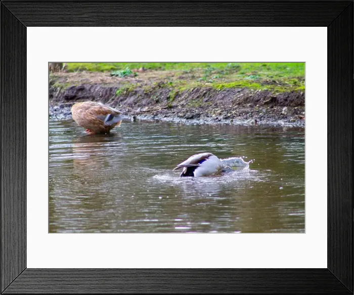 Framed Print : A serene pond scene featuring two ducks Framed Print : A serene pond scene featuring two ducks