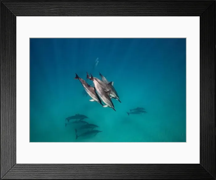 Framed Print : A pod of spinner dolphin pass by near the sandy, textured sea floor with sun rays streaming through from the surface Framed Print : A pod of spinner dolphin pass by near the sandy, textured sea floor with sun rays streaming through from the surface