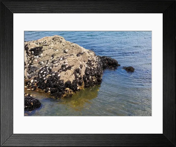 Framed Print : A rocky shoreline with black mussels and white barnacles clinging to the rocks, touched by clear ocean water Framed Print : A rocky shoreline with black mussels and white barnacles clinging to the rocks, touched by clear ocean water