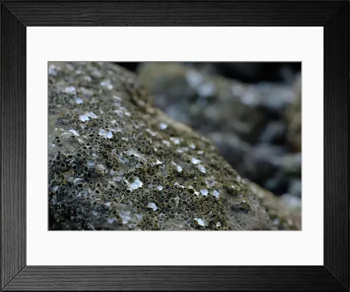 Framed Print : This image captures a detailed close-up of barnacles clinging to a rocky surface Framed Print : This image captures a detailed close-up of barnacles clinging to a rocky surface