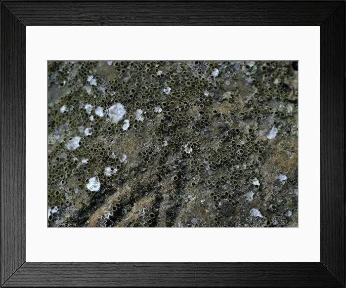 Framed Print : This image captures a detailed close-up of barnacles clinging to a rocky surface Framed Print : This image captures a detailed close-up of barnacles clinging to a rocky surface