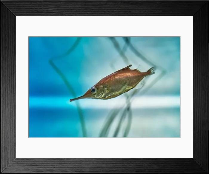 Framed Print : Portrait of fish Common snipe, living in aquarium Framed Print : Portrait of fish Common snipe, living in aquarium