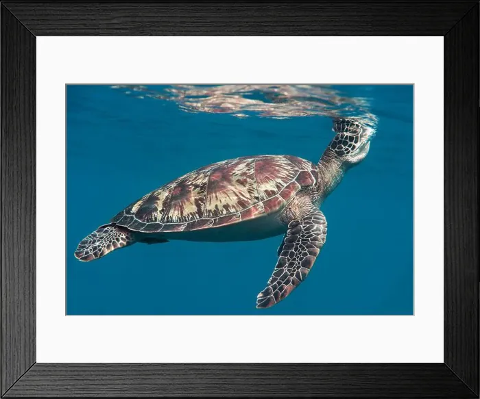 Framed Print : Green sea turtle swims under the water surface and takes a breath, Bali, Indonesia
