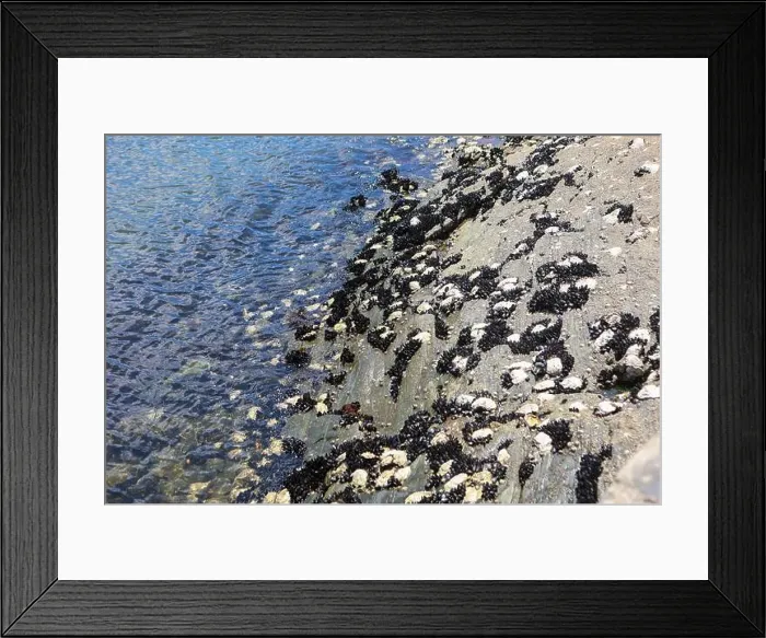 Framed Print : A rocky shoreline with black mussels and white barnacles clinging to the rocks, touched by clear ocean water Framed Print : A rocky shoreline with black mussels and white barnacles clinging to the rocks, touched by clear ocean water