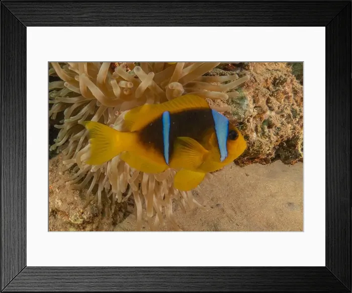 Framed Print : Clown-fish anemonefish in the Red Sea Colorful and beautiful, Eilat Israel Framed Print : Clown-fish anemonefish in the Red Sea Colorful and beautiful, Eilat Israel