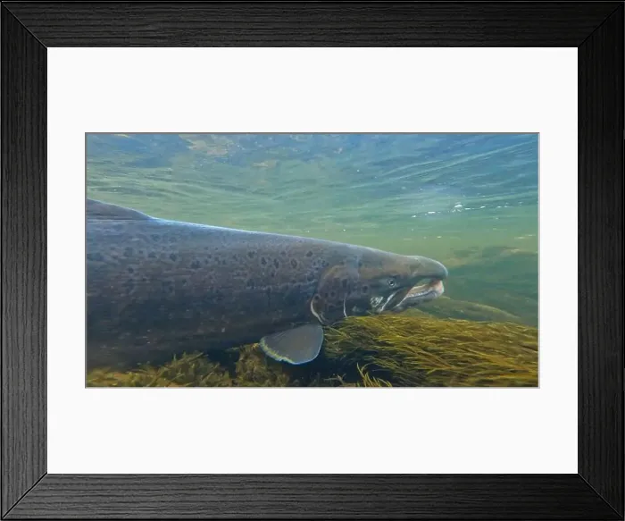 Framed Print : Large size spawning color Baltic Sea salmon swimming Framed Print : Large size spawning color Baltic Sea salmon swimming