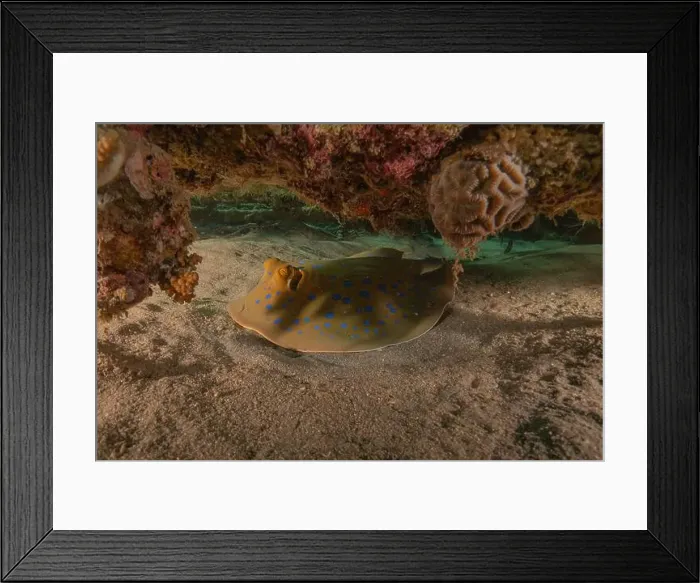 Framed Print : Blue-spotted stingray On the seabed in the Red Sea Eilat, Israel Framed Print : Blue-spotted stingray On the seabed in the Red Sea Eilat, Israel