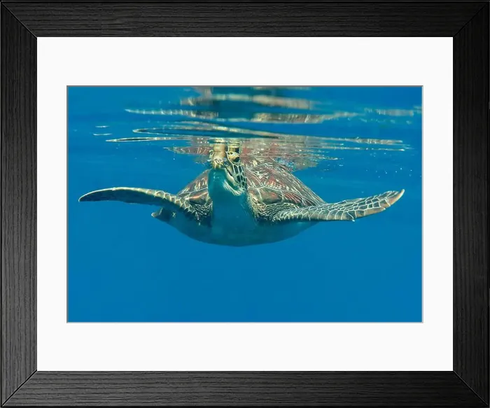 Framed Print : Green sea turtle swims under the water surface and takes a breath, Bali, Indonesia