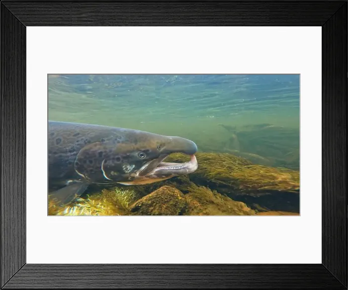 Framed Print : Large size spawning color Baltic Sea salmon swimming Framed Print : Large size spawning color Baltic Sea salmon swimming