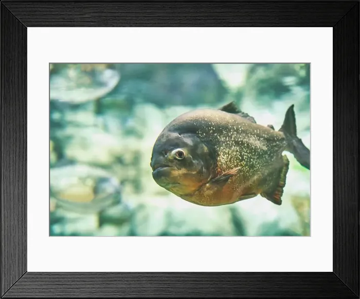 Framed Print : Portrait of piranha, freshwater fish living in aquarium Framed Print : Portrait of piranha, freshwater fish living in aquarium