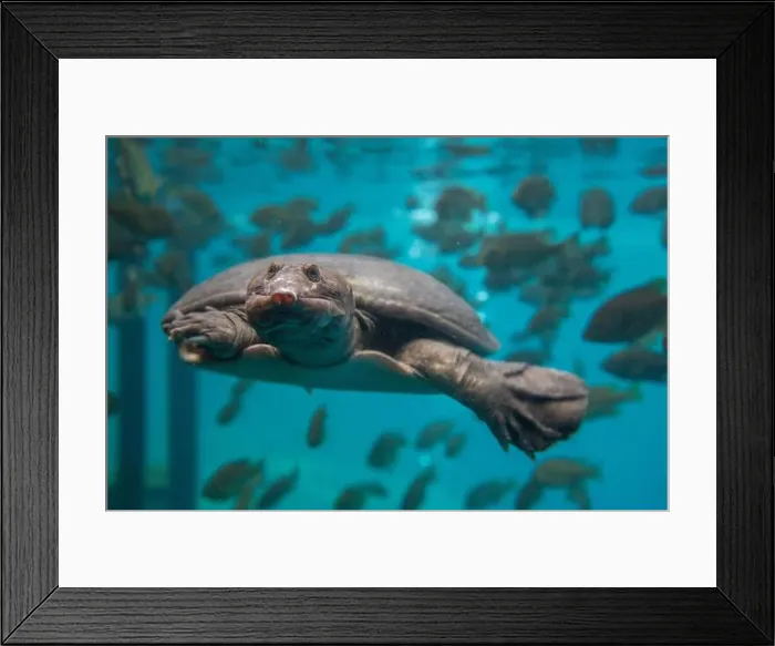 Framed Print : Softshelled Turtle swimming underwater among a school of fish, Blue Grotto, Florida, USA Framed Print : Softshelled Turtle swimming underwater among a school of fish, Blue Grotto, Florida, USA
