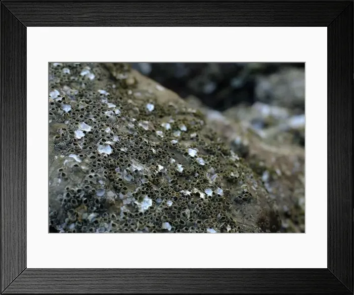 Framed Print : This image captures a detailed close-up of barnacles clinging to a rocky surface Framed Print : This image captures a detailed close-up of barnacles clinging to a rocky surface