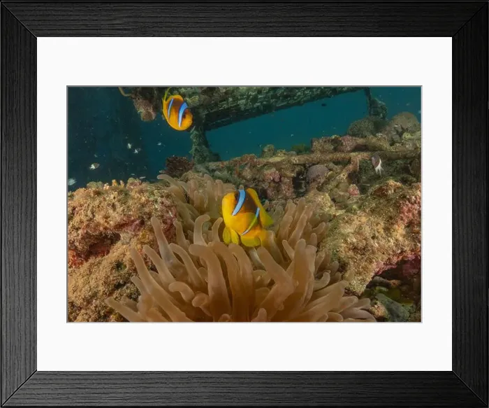 Framed Print : Clown-fish anemonefish in the Red Sea Colorful and beautiful, Eilat Israel Framed Print : Clown-fish anemonefish in the Red Sea Colorful and beautiful, Eilat Israel