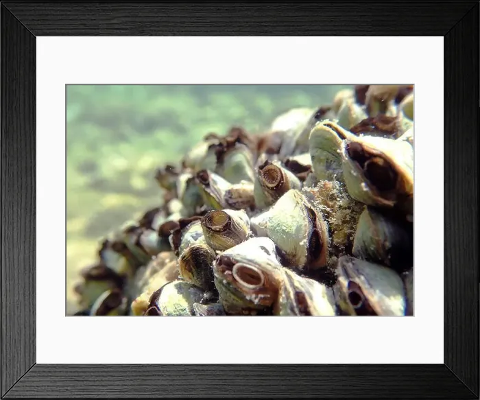 Framed Print : Endemic freshwater clam in Ohrid lake, underwater photography - Dreissena sp Framed Print : Endemic freshwater clam in Ohrid lake, underwater photography - Dreissena sp