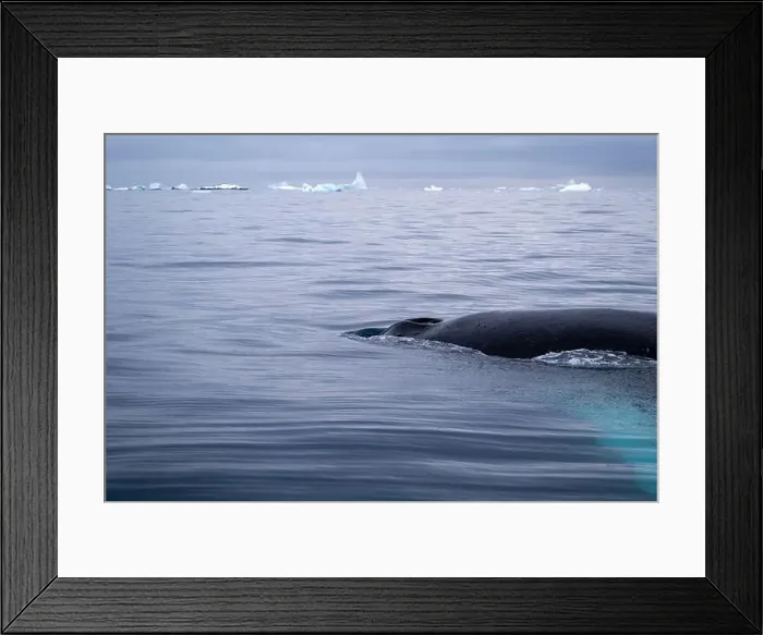 Framed Print : Penguin swimmimg into the Ocean Framed Print : Penguin swimmimg into the Ocean