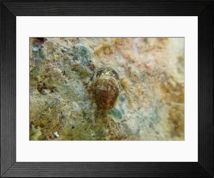 Framed Print : Freshwater and brackish water snail - Theodoxus fluviatilis (rare image) Framed Print : Freshwater and brackish water snail - Theodoxus fluviatilis (rare image)
