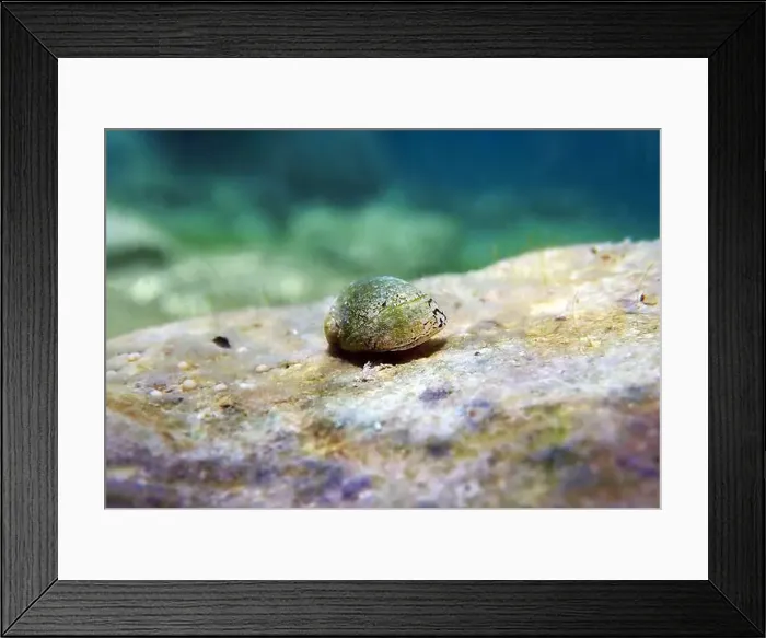 Framed Print : Freshwater and brackish water snail - Theodoxus fluviatilis (rare image) Framed Print : Freshwater and brackish water snail - Theodoxus fluviatilis (rare image)