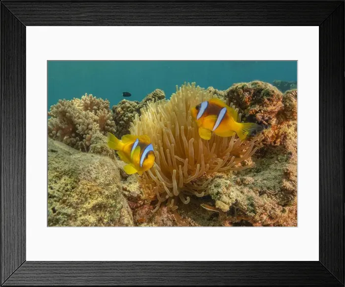 Framed Print : Clown-fish anemonefish in the Red Sea Colorful and beautiful, Eilat Israel Framed Print : Clown-fish anemonefish in the Red Sea Colorful and beautiful, Eilat Israel