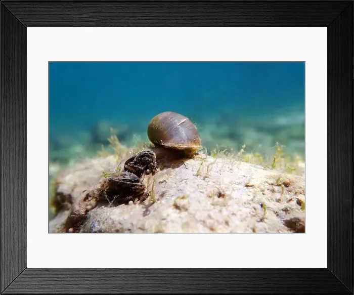 Framed Print : Freshwater snail in Ohrid Lake, underwater image - Radix auricularia Framed Print : Freshwater snail in Ohrid Lake, underwater image - Radix auricularia