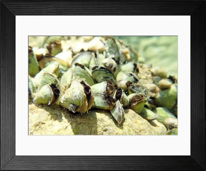 Framed Print : Endemic freshwater clam in Ohrid lake, underwater photography - Dreissena sp Framed Print : Endemic freshwater clam in Ohrid lake, underwater photography - Dreissena sp