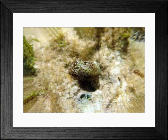 Framed Print : Freshwater and brackish water snail - Theodoxus fluviatilis (rare image) Framed Print : Freshwater and brackish water snail - Theodoxus fluviatilis (rare image)