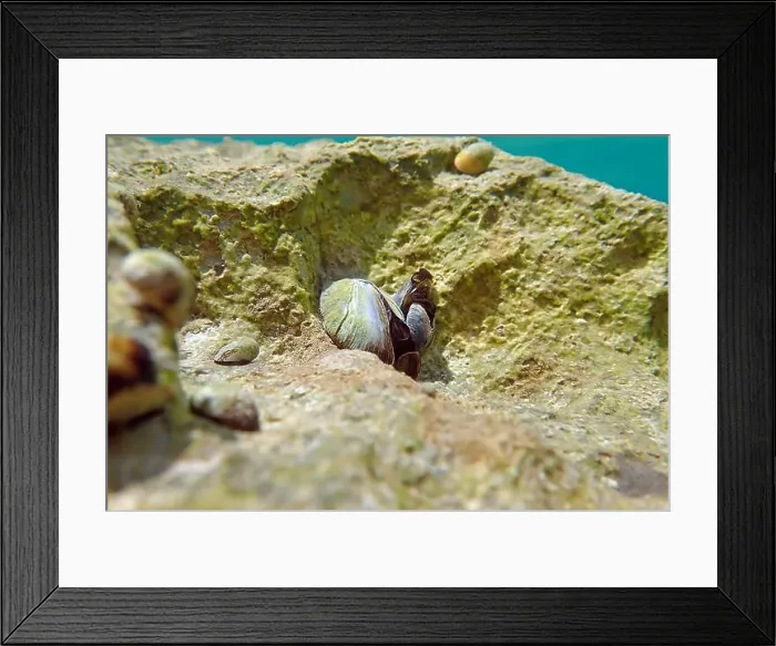 Framed Print : Endemic freshwater clam in Ohrid lake, underwater photography - Dreissena sp Framed Print : Endemic freshwater clam in Ohrid lake, underwater photography - Dreissena sp