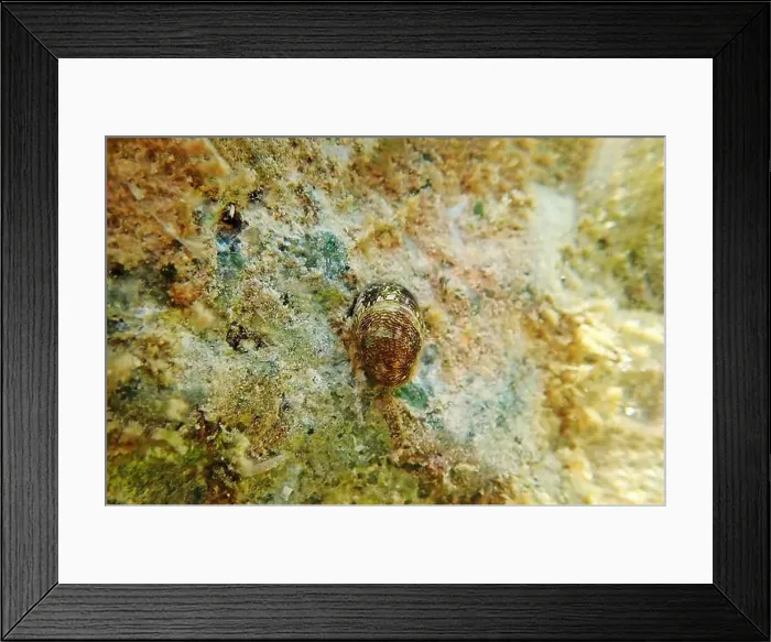 Framed Print : Freshwater and brackish water snail - Theodoxus fluviatilis (rare image) Framed Print : Freshwater and brackish water snail - Theodoxus fluviatilis (rare image)