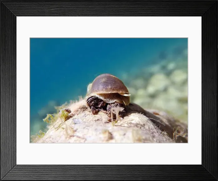 Framed Print : Freshwater snail in Ohrid Lake, underwater image - Radix auricularia Framed Print : Freshwater snail in Ohrid Lake, underwater image - Radix auricularia