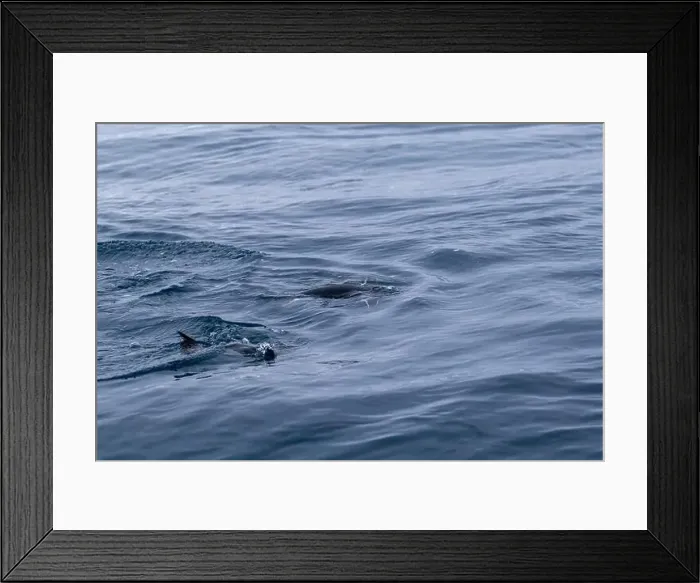 Framed Print : Penguin swimmimg into the Ocean Framed Print : Penguin swimmimg into the Ocean