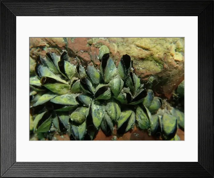 Framed Print : Endemic freshwater clam in Ohrid lake, underwater photography - Dreissena sp