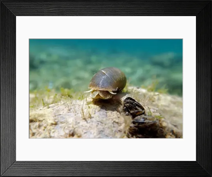 Framed Print : Freshwater snail in Ohrid Lake, underwater image - Radix auricularia Framed Print : Freshwater snail in Ohrid Lake, underwater image - Radix auricularia