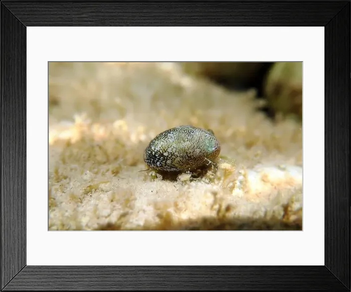 Framed Print : Freshwater and brackish water snail - Theodoxus fluviatilis (rare image) Framed Print : Freshwater and brackish water snail - Theodoxus fluviatilis (rare image)