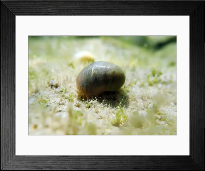 Framed Print : Freshwater snail in Ohrid Lake, underwater image - Radix auricularia Framed Print : Freshwater snail in Ohrid Lake, underwater image - Radix auricularia