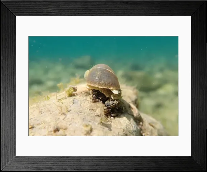 Framed Print : Freshwater snail in Ohrid Lake, underwater image - Radix auricularia Framed Print : Freshwater snail in Ohrid Lake, underwater image - Radix auricularia