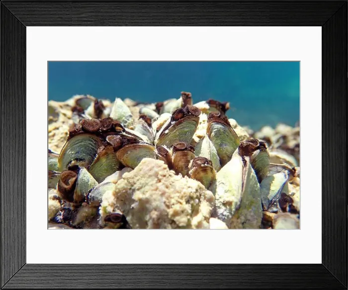 Framed Print : Endemic freshwater clam in Ohrid lake, underwater photography - Dreissena sp Framed Print : Endemic freshwater clam in Ohrid lake, underwater photography - Dreissena sp