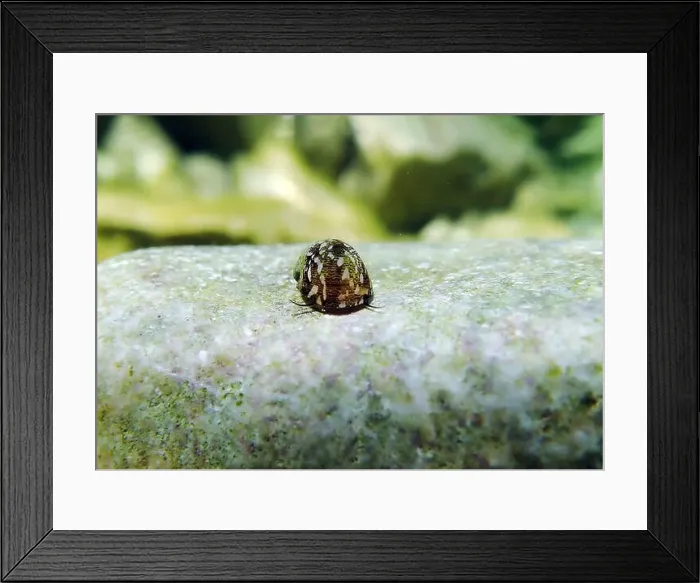 Framed Print : Freshwater and brackish water snail - Theodoxus fluviatilis (rare image) Framed Print : Freshwater and brackish water snail - Theodoxus fluviatilis (rare image)