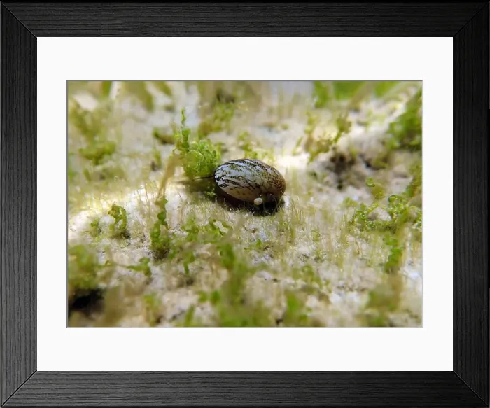 Framed Print : Freshwater and brackish water snail - Theodoxus fluviatilis (rare image) Framed Print : Freshwater and brackish water snail - Theodoxus fluviatilis (rare image)