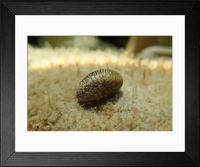 Framed Print : Freshwater and brackish water snail - Theodoxus fluviatilis (rare image) Framed Print : Freshwater and brackish water snail - Theodoxus fluviatilis (rare image)