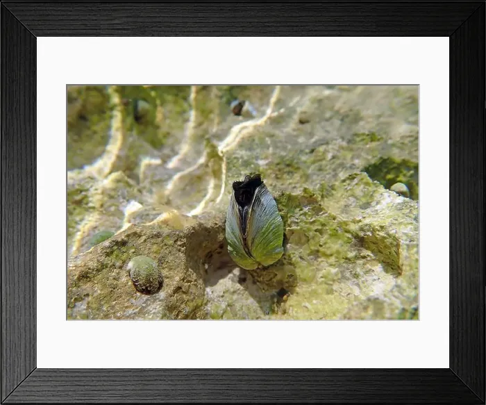 Framed Print : Endemic freshwater clam in Ohrid lake, underwater photography - Dreissena sp