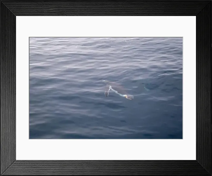 Framed Print : Penguin swimmimg into the Ocean Framed Print : Penguin swimmimg into the Ocean