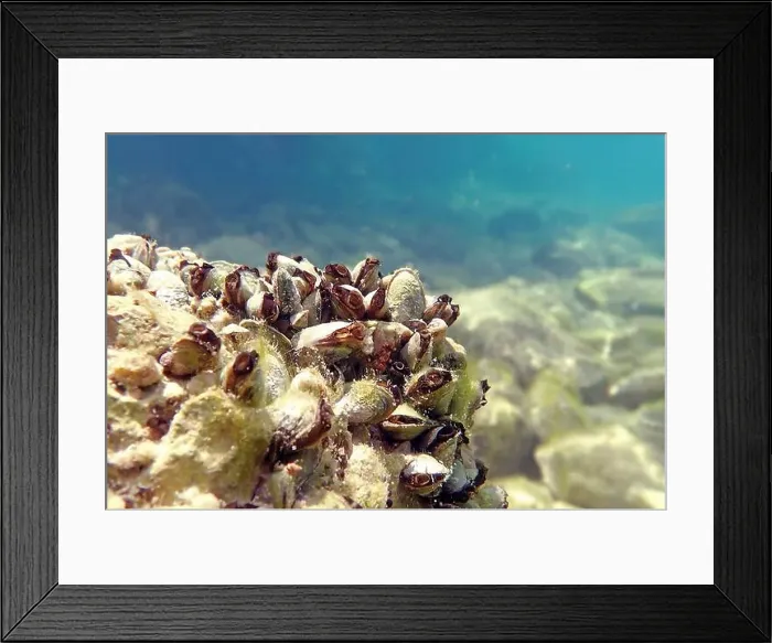 Framed Print : Endemic freshwater clam in Ohrid lake, underwater photography - Dreissena sp Framed Print : Endemic freshwater clam in Ohrid lake, underwater photography - Dreissena sp